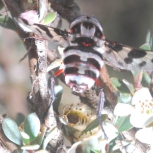 Pelecorhynchus nigripennis at Kosciuszko National Park, NSW - 13 Jan 2021
