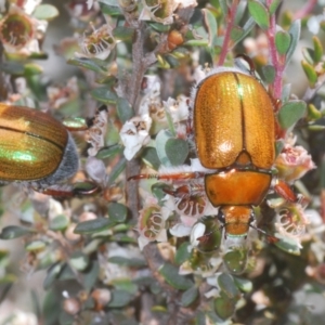 Anoplognathus sp. (genus) at Thredbo, NSW - 13 Jan 2021