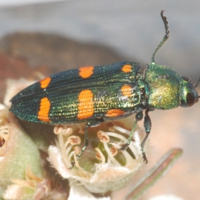 Castiarina montigena (A jewel beetle) at Kosciuszko National Park, NSW - 13 Jan 2021 by Harrisi