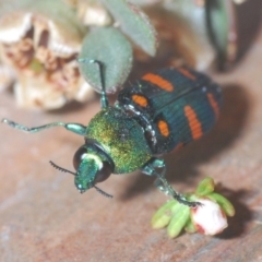 Castiarina montigena at Kosciuszko National Park, NSW - 13 Jan 2021 11:40 PM