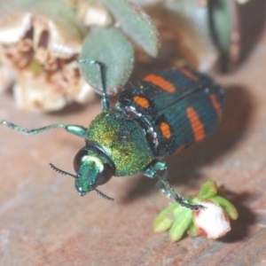 Castiarina montigena at Kosciuszko National Park, NSW - 13 Jan 2021 11:40 PM