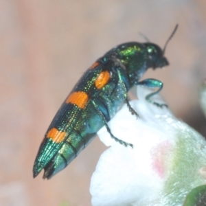 Castiarina montigena at Kosciuszko National Park, NSW - 13 Jan 2021 11:40 PM