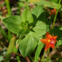 Lysimachia arvensis (Scarlet Pimpernel) at Cook, ACT - 15 Nov 2020 by drakes