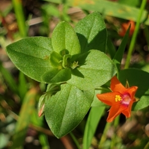 Lysimachia arvensis at Cook, ACT - 16 Nov 2020