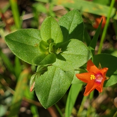 Lysimachia arvensis (Scarlet Pimpernel) at Cook, ACT - 16 Nov 2020 by drakes