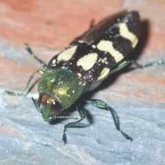 Castiarina flavopurpurea (A Jewel Beetle) at Kosciuszko National Park, NSW - 13 Jan 2021 by Harrisi