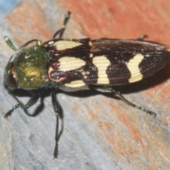 Castiarina flavopurpurea at Kosciuszko National Park, NSW - 13 Jan 2021