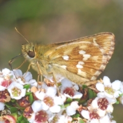 Atkinsia dominula (Two-brand grass-skipper) at Kosciuszko National Park - 13 Jan 2021 by Harrisi