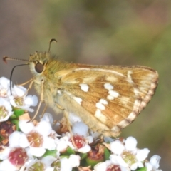 Atkinsia dominula at Kosciuszko National Park, NSW - suppressed