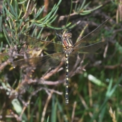 Synthemis eustalacta (Swamp Tigertail) at Kosciuszko National Park - 13 Jan 2021 by Harrisi