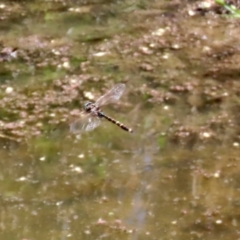 Adversaeschna brevistyla (Blue-spotted Hawker) at Fyshwick, ACT - 15 Jan 2021 by RodDeb