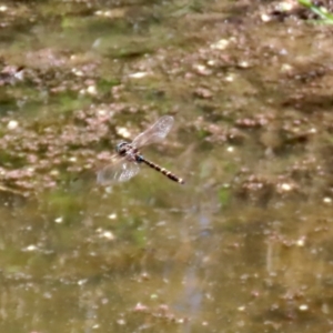 Adversaeschna brevistyla at Fyshwick, ACT - 15 Jan 2021