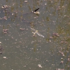 Anax papuensis (Australian Emperor) at Jerrabomberra Wetlands - 15 Jan 2021 by RodDeb