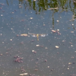 Anax papuensis at Fyshwick, ACT - 15 Jan 2021 11:02 AM