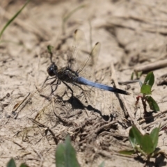 Orthetrum caledonicum (Blue Skimmer) at Jerrabomberra Wetlands - 15 Jan 2021 by RodDeb