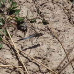 Orthetrum caledonicum at Fyshwick, ACT - 15 Jan 2021