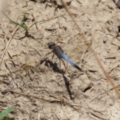 Orthetrum caledonicum at Fyshwick, ACT - 15 Jan 2021 11:14 AM