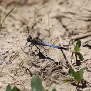 Orthetrum caledonicum at Fyshwick, ACT - 15 Jan 2021 11:14 AM