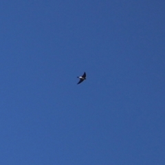 Petrochelidon ariel (Fairy Martin) at Fyshwick, ACT - 15 Jan 2021 by RodDeb