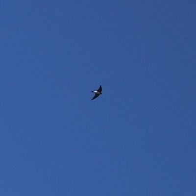 Petrochelidon ariel (Fairy Martin) at Fyshwick, ACT - 15 Jan 2021 by RodDeb