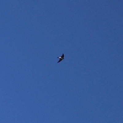 Petrochelidon ariel (Fairy Martin) at Fyshwick, ACT - 15 Jan 2021 by RodDeb