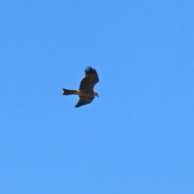 Milvus migrans (Black Kite) at Jerrabomberra Wetlands - 15 Jan 2021 by RodDeb