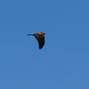 Milvus migrans at Fyshwick, ACT - 15 Jan 2021