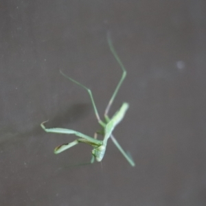 Mantodea (order) at Cook, ACT - 15 Jan 2021 06:33 PM