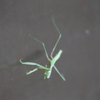 Mantodea (order) (Unidentified praying mantis) at Cook, ACT - 15 Jan 2021 by Tammy