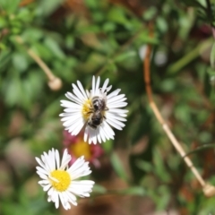 Unverified Bee (Hymenoptera, Apiformes) at Kaleen, ACT - 12 Jan 2021 by Tammy