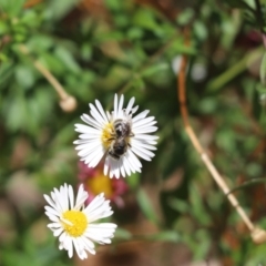 Unidentified Bee (Hymenoptera, Apiformes) at Kaleen, ACT - 12 Jan 2021 by Tammy