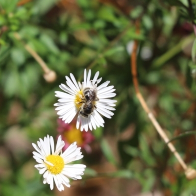 Unverified Bee (Hymenoptera, Apiformes) at Kaleen, ACT - 12 Jan 2021 by Tammy