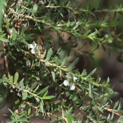 Megachile sp. (several subgenera) (Resin Bees) at Cook, ACT - 27 Nov 2020 by Tammy