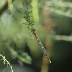 Austrolestes leda at Cook, ACT - 12 Jan 2021 09:15 AM