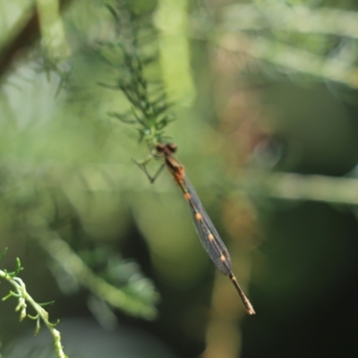 Austrolestes leda (Wandering Ringtail) at Cook, ACT - 12 Jan 2021 by Tammy