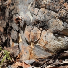 Unverified Grasshopper, Cricket or Katydid (Orthoptera) at Parkes, ACT - 4 Nov 2019 by Tammy