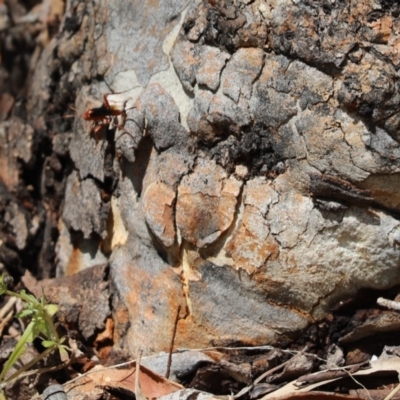 Unverified Grasshopper, Cricket or Katydid (Orthoptera) at Parkes, ACT - 4 Nov 2019 by Tammy