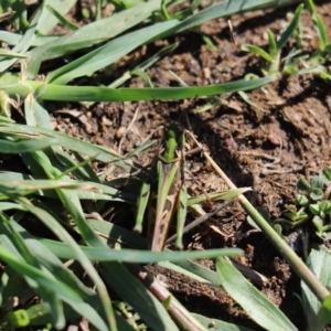 Oedaleus australis at Holt, ACT - 6 Apr 2020