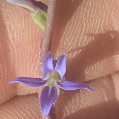 Lobelia dentata/gibbosa (Lobelia dentata or gibbosa) at Lake George, NSW - 15 Jan 2021 by MPennay