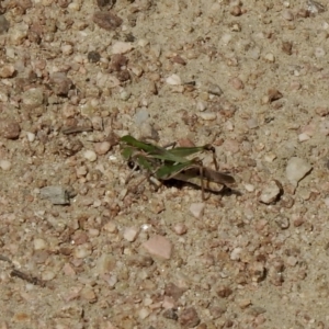 Oedaleus australis at Clear Range, NSW - 14 Jan 2021 10:18 AM