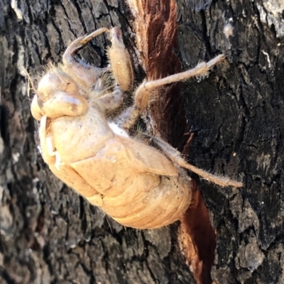 Psaltoda moerens (Redeye cicada) at Booth, ACT - 13 Jan 2021 by KMcCue