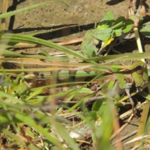 Chortoicetes terminifera at Hume, ACT - 8 Nov 2020