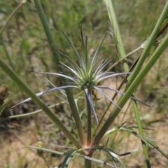 Eryngium ovinum (Blue Devil) at Hume, ACT - 8 Nov 2020 by michaelb