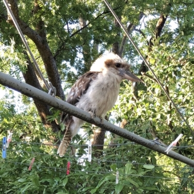 Dacelo novaeguineae (Laughing Kookaburra) at Hughes, ACT - 15 Jan 2021 by ruthkerruish