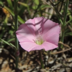 Convolvulus angustissimus subsp. angustissimus (Australian Bindweed) at Jerrabomberra Grassland - 8 Nov 2020 by michaelb