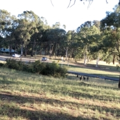 Macropus giganteus (Eastern Grey Kangaroo) at Red Hill to Yarralumla Creek - 15 Jan 2021 by ruthkerruish