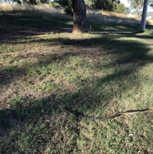 Eucalyptus bridgesiana at Hughes, ACT - 16 Jan 2021 07:59 AM