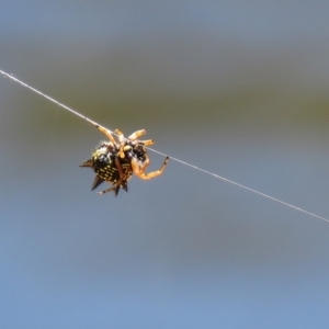 Austracantha minax at Lade Vale, NSW - 16 Jan 2021 10:14 AM