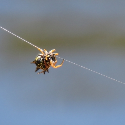 Austracantha minax (Christmas Spider, Jewel Spider) at Lade Vale, NSW - 16 Jan 2021 by SandraH