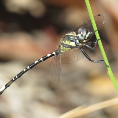 Parasynthemis regina (Royal Tigertail) at Lade Vale, NSW - 15 Jan 2021 by SandraH